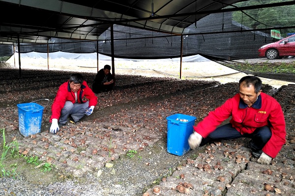 贫困户在基地内务工并学习香菇栽培技术.jpg