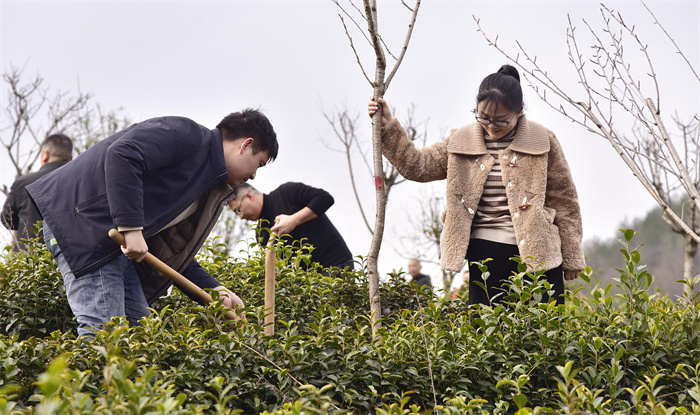 （3）3月12日，宁强县干部群众在汉源街道办金家坪村春韵茶园义务植树。黎德华  摄.jpg