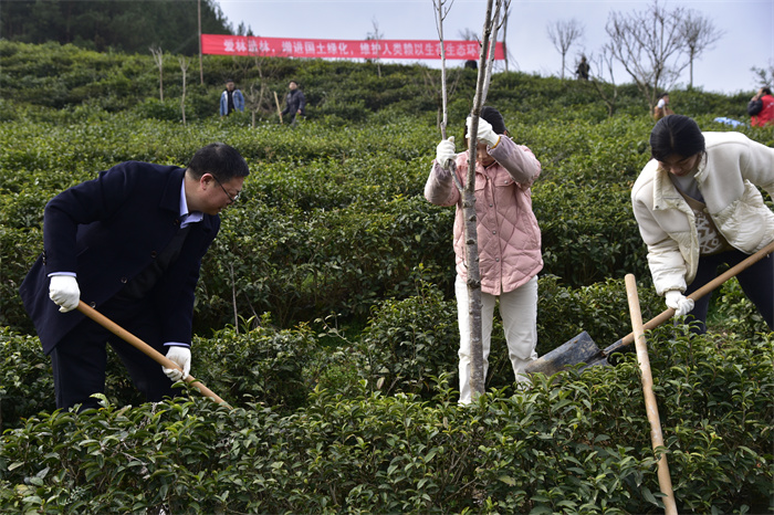 （11）3月12日，宁强县审计局的干部在汉源街道办金家坪村春韵茶园义务植树。黎德华  摄.jpg