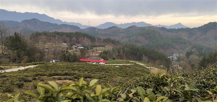 宁强县汉源街道办金家坪村春韵茶园一景。黎德华 摄.jpg